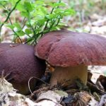 vendrija-crveni-vrganj