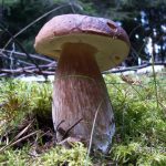 vendrija-crveni-vrganj3