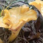 vendrija-obicna-lisicarka3