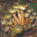 vendrija-svjeza-puza