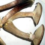 vendrija-svjeza-puza2