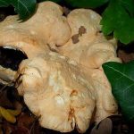 vendrija-svjezi-prosenjak