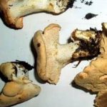 vendrija-svjezi-prosenjak2